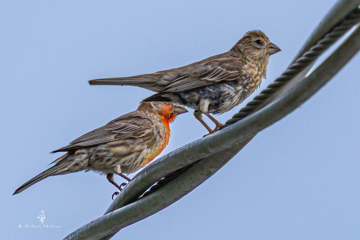 House Finch - ML637054244