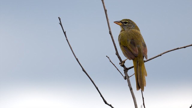 Pale-throated Pampa-Finch - ML637054245