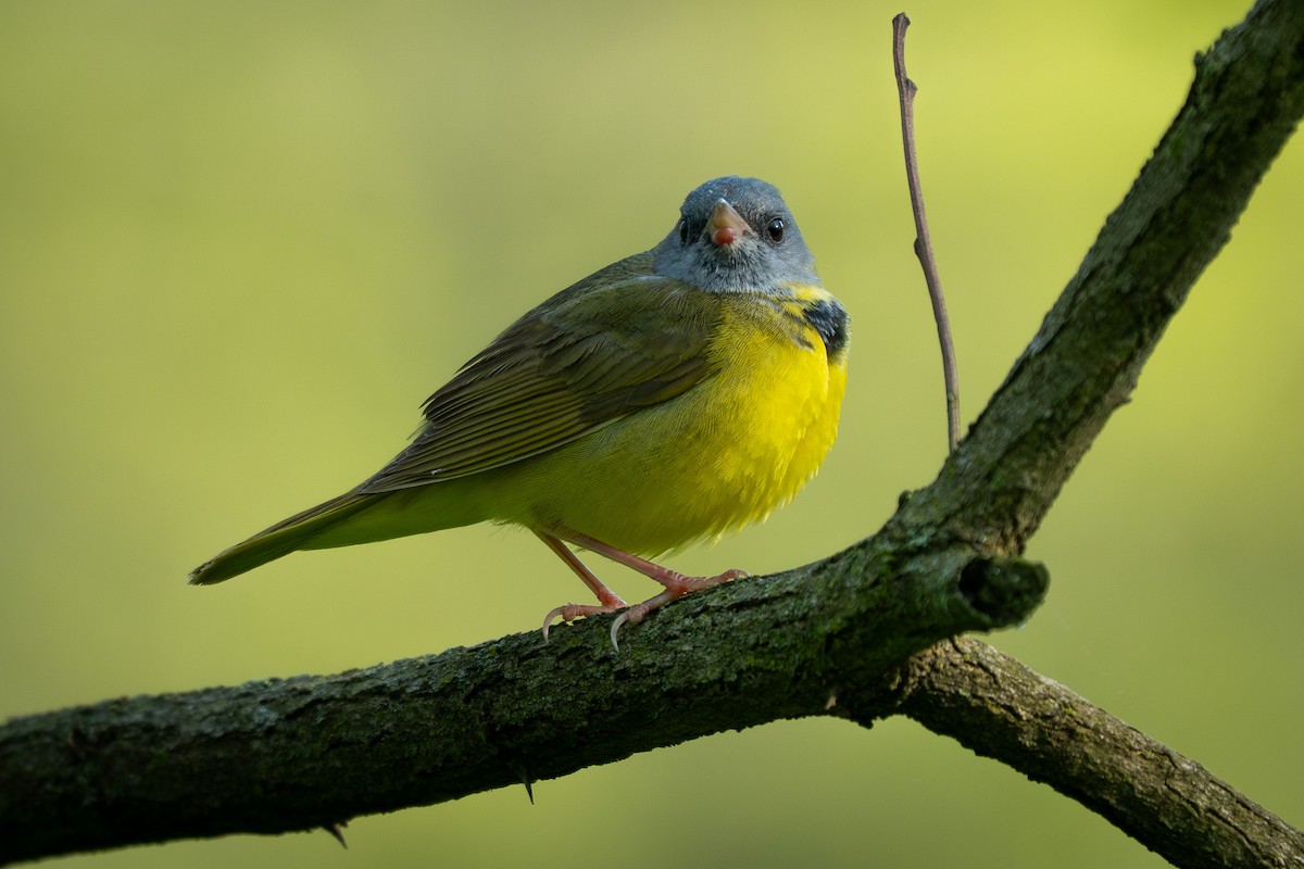 Mourning Warbler - ML637054292