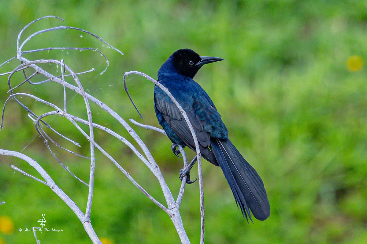 Boat-tailed Grackle - ML637054305