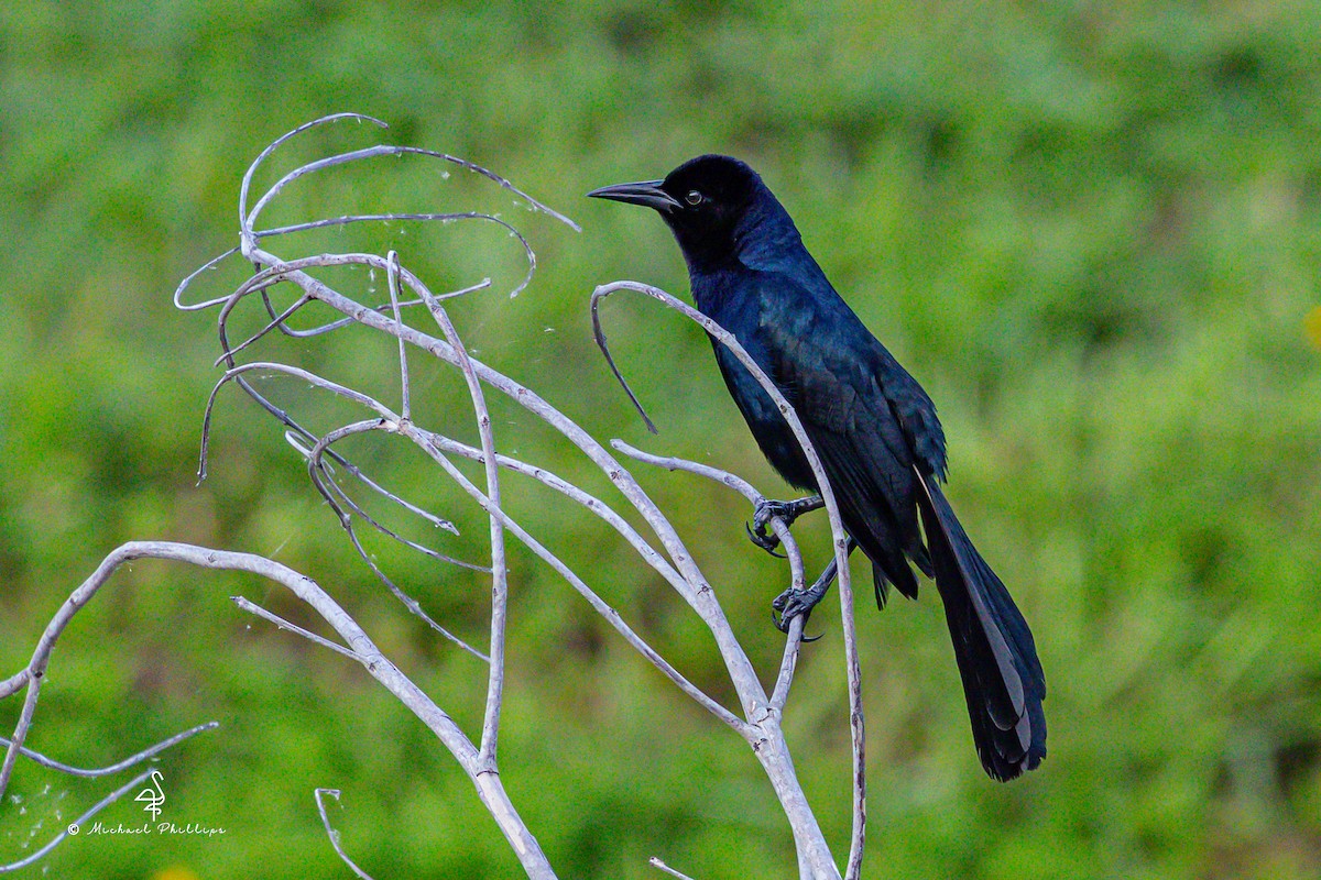 Boat-tailed Grackle - ML637054306