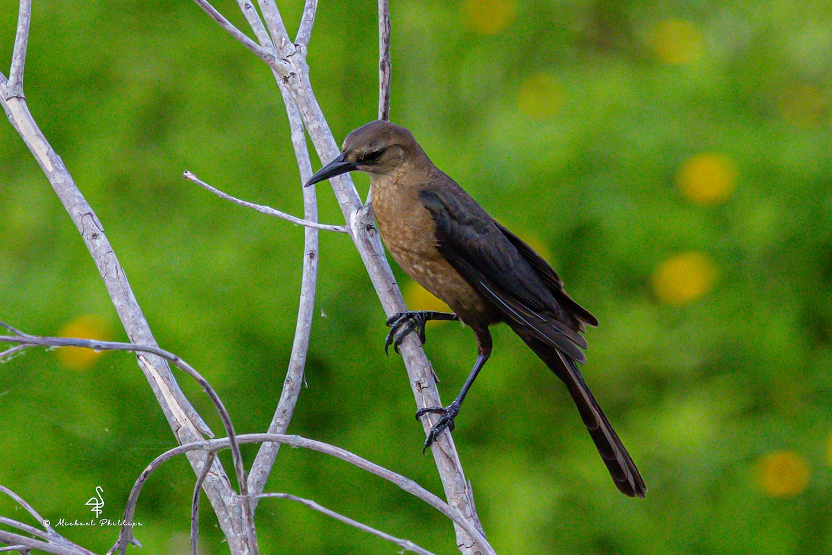 Boat-tailed Grackle - ML637054307