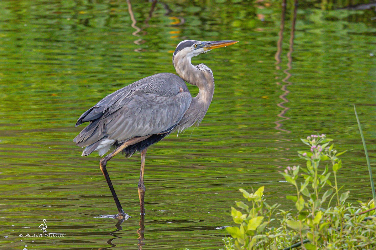 Great Blue Heron - ML637054324
