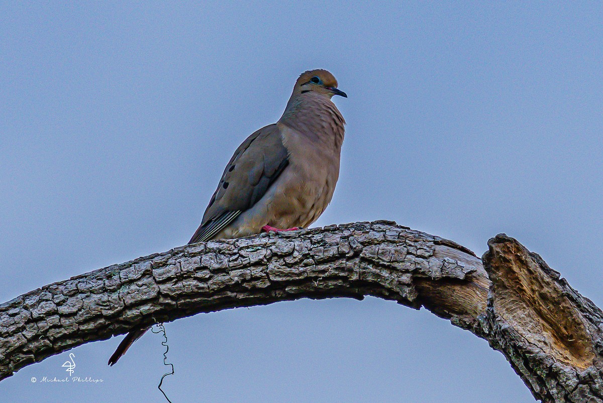 Mourning Dove - ML637054325