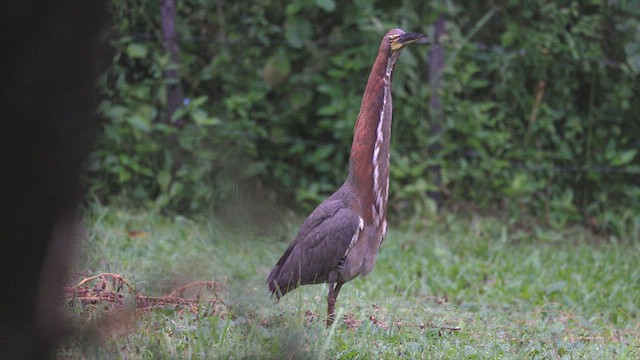 Rufescent Tiger-Heron - ML637054329