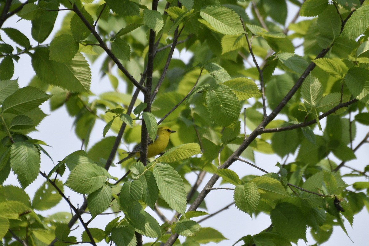 Blauflügel-Waldsänger - ML637054337