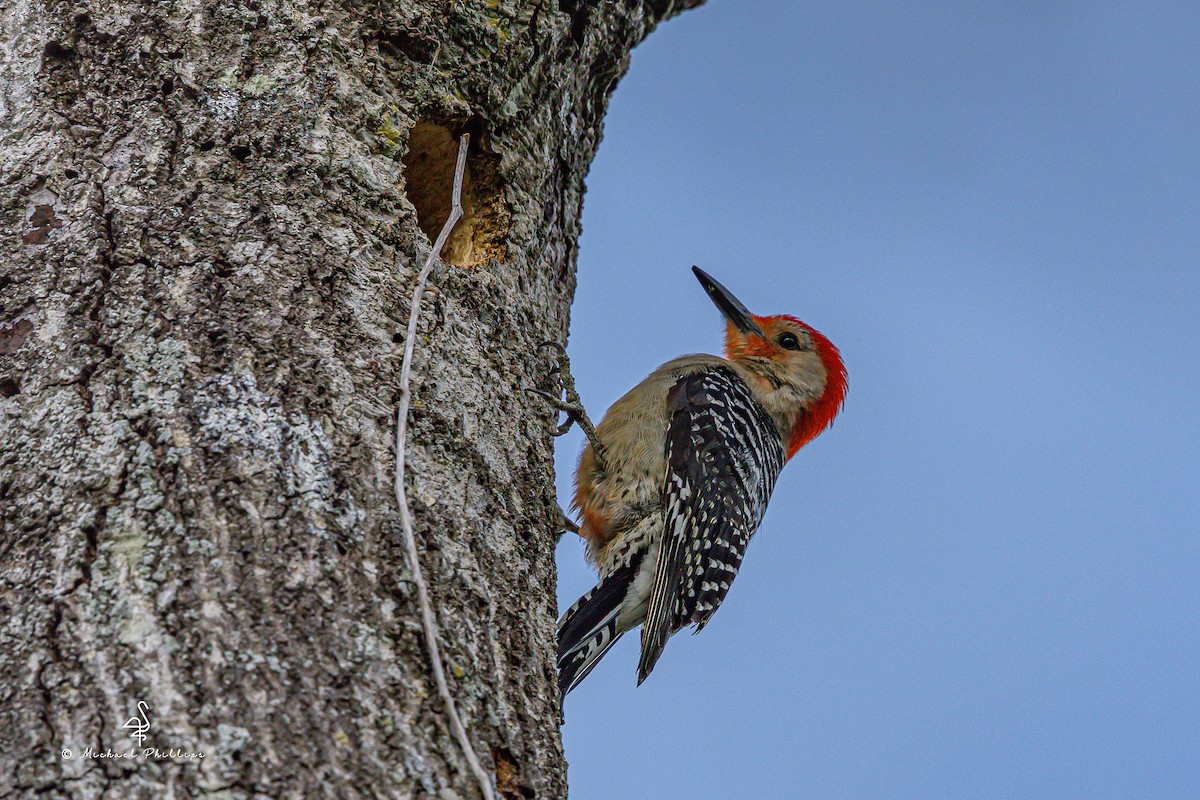 Red-bellied Woodpecker - ML637054348