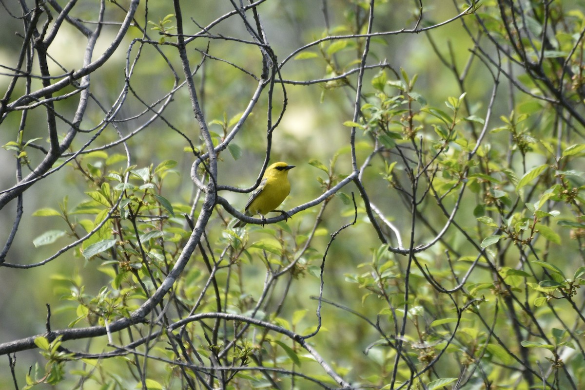 Blauflügel-Waldsänger - ML637054349