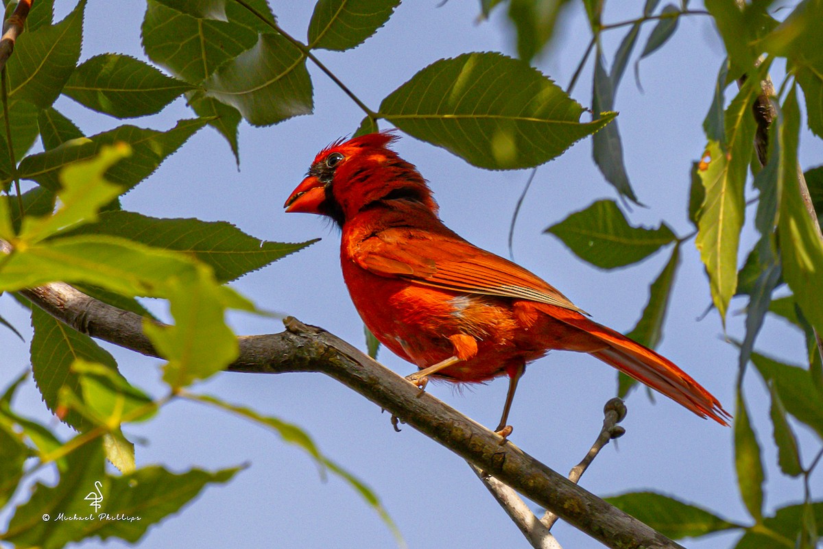 Northern Cardinal - ML637054350