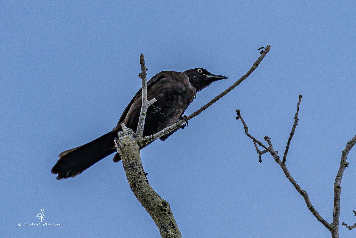 Common Grackle - ML637054355