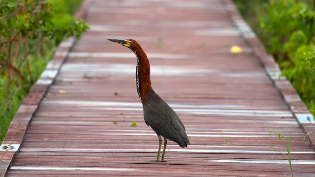 Rufescent Tiger-Heron - ML637054357