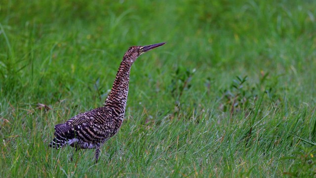 Rufescent Tiger-Heron - ML637054360
