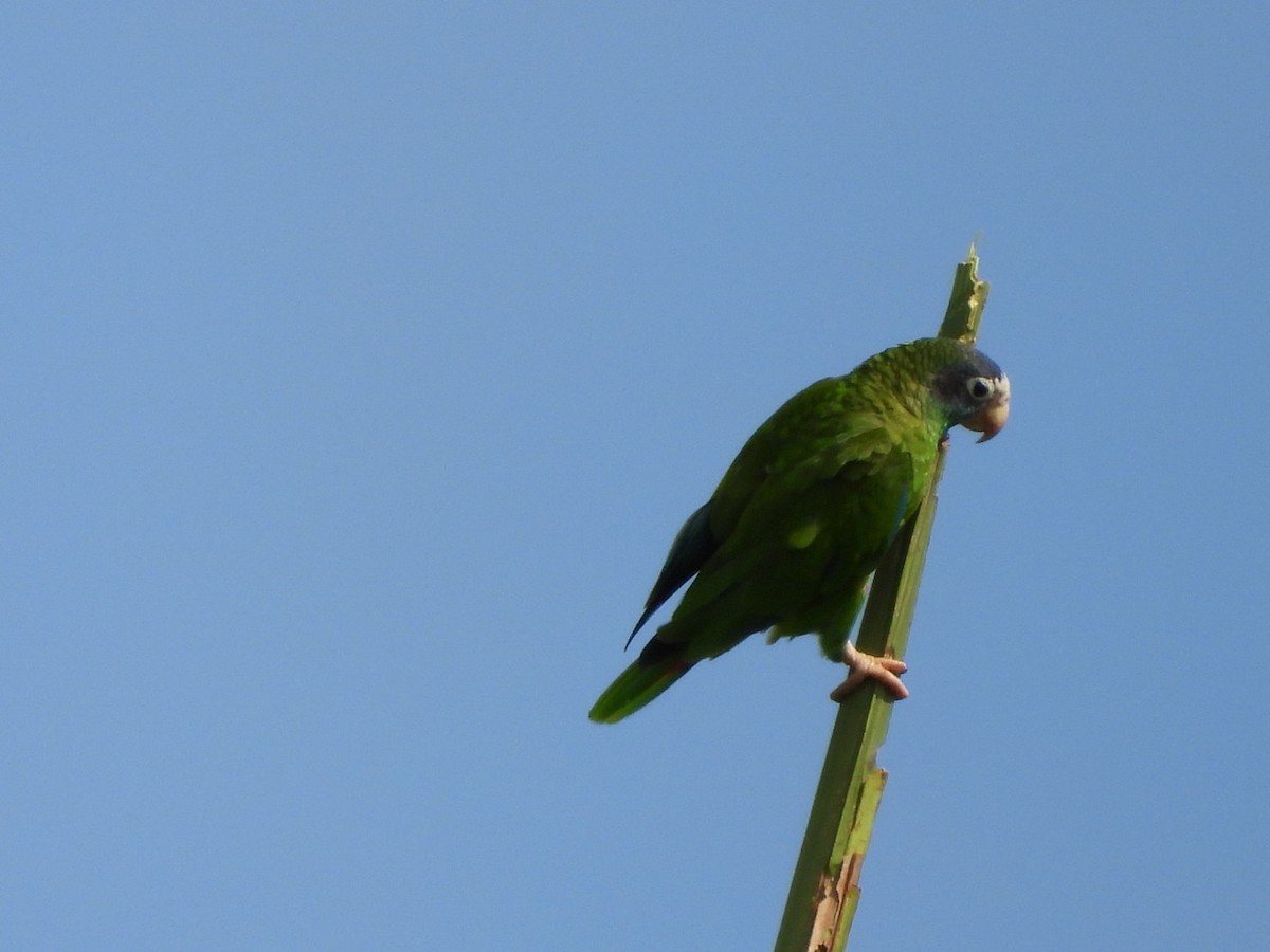Hispaniolan Amazon - ML637054362