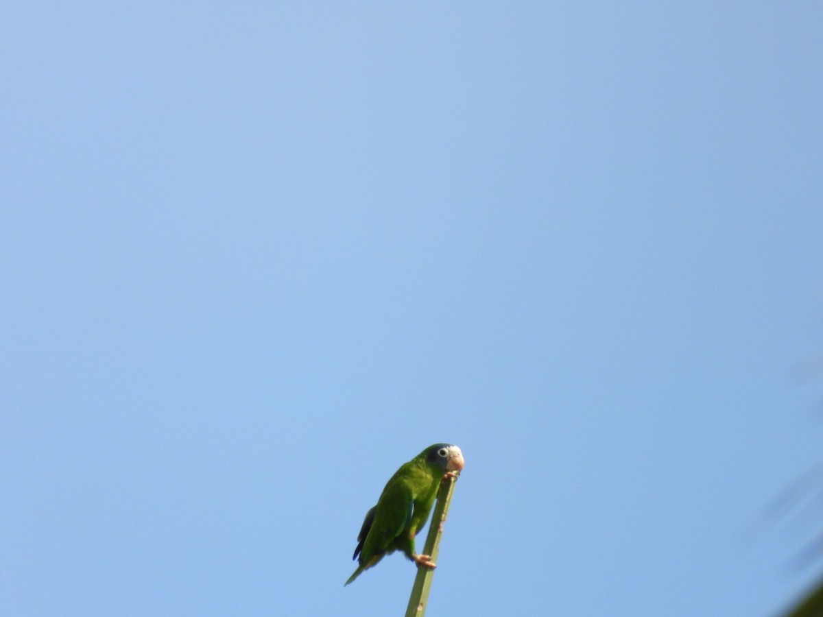 Hispaniolan Amazon - ML637054363