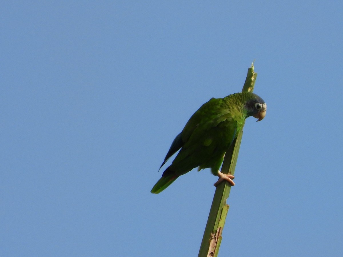 Hispaniolan Amazon - ML637054364