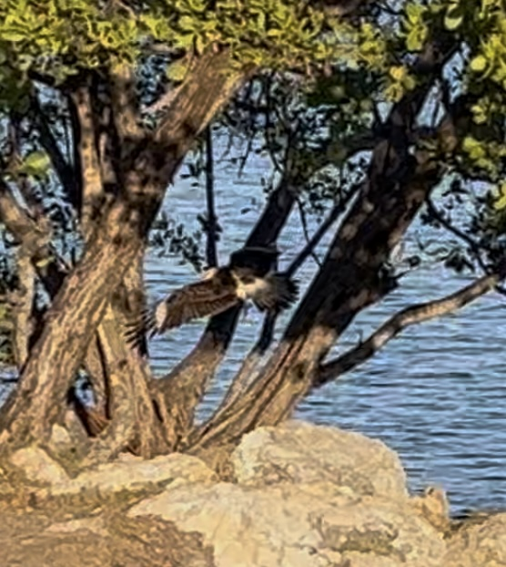 Yellow-headed Caracara - ML637054384