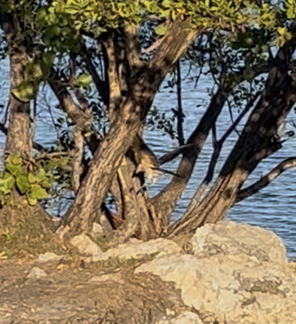 Yellow-headed Caracara - ML637054385