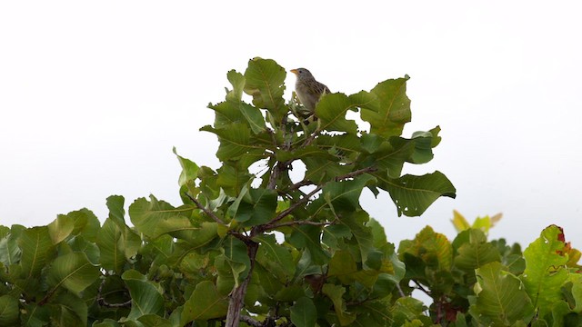 Wedge-tailed Grass-Finch - ML637054419