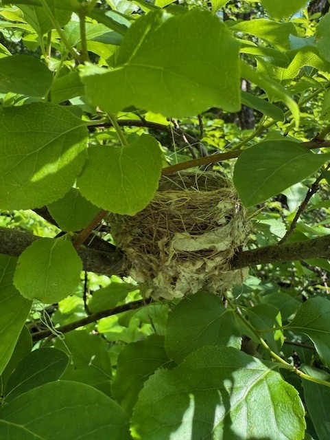 Northern Yellow Warbler - ML637054444