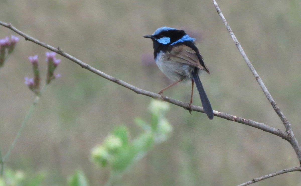 Superb Fairywren - Gregg Severson