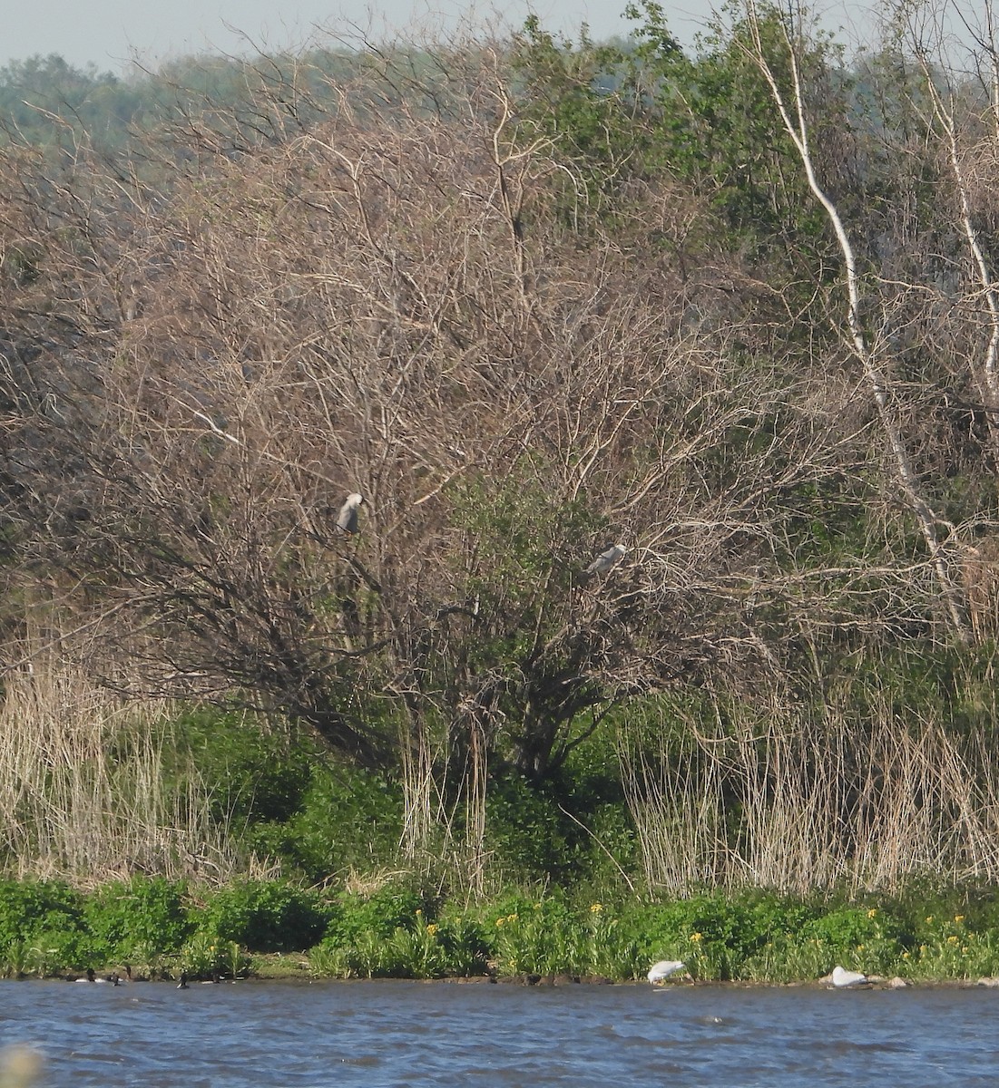 Ногоовор зашин - ML637054529