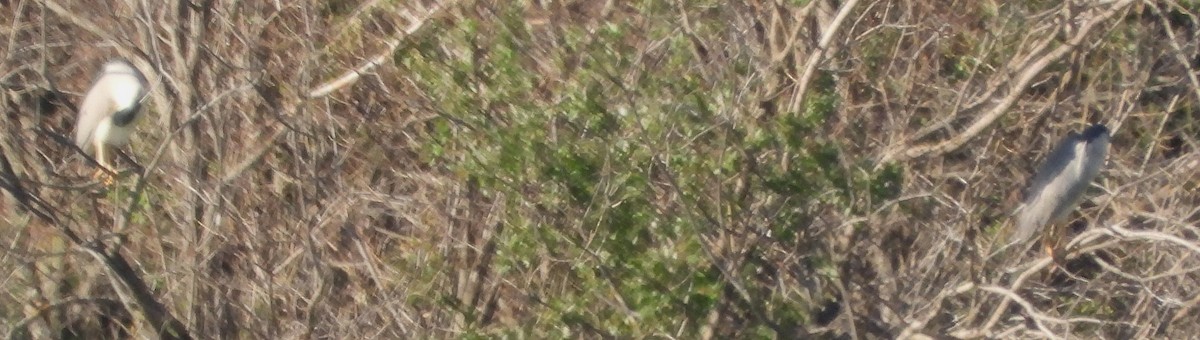 Ногоовор зашин - ML637054539