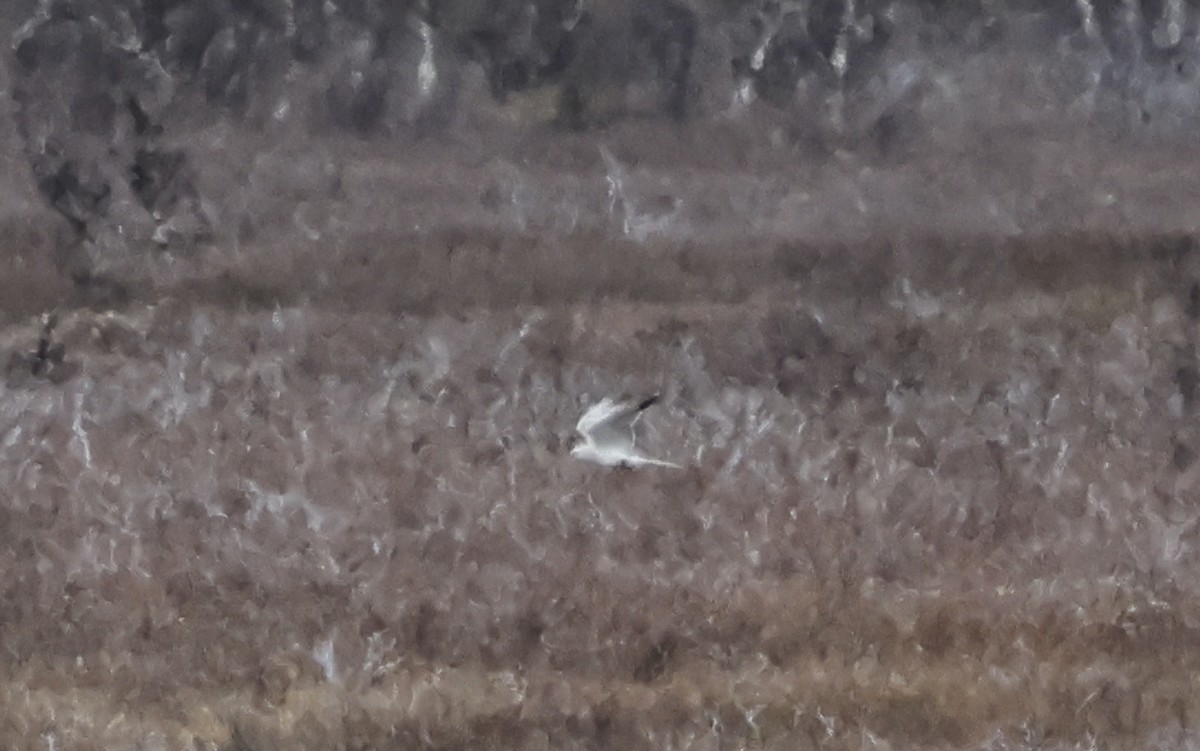 Pallid Harrier - ML637054554