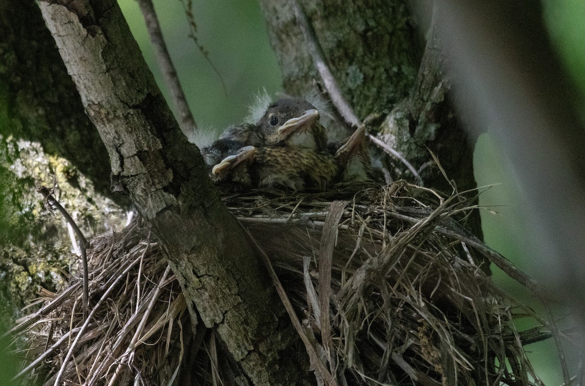 American Robin - ML637054591