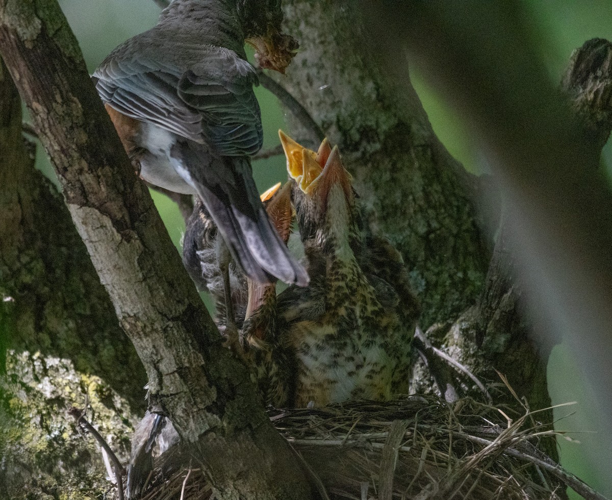 American Robin - ML637054615