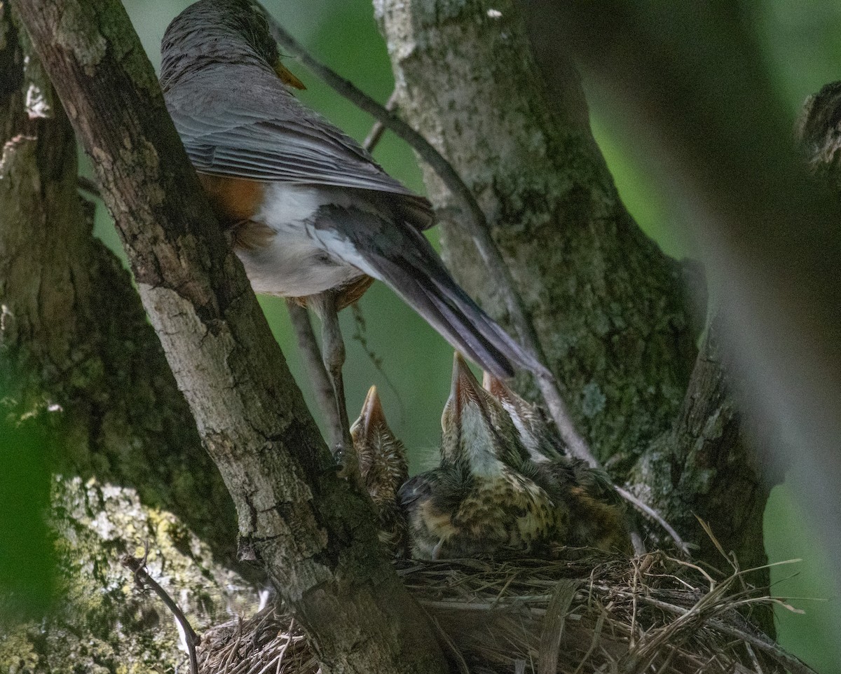 American Robin - ML637054631