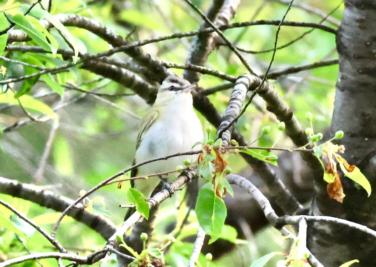 Red-eyed Vireo - ML637054690