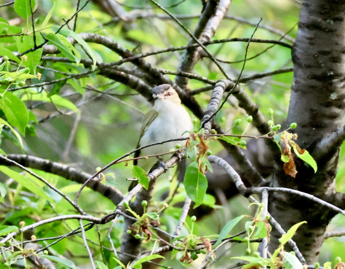 Red-eyed Vireo - ML637054692