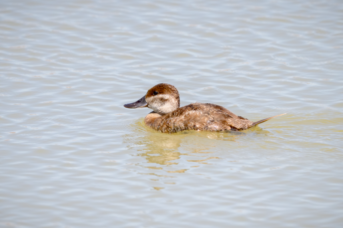 Ruddy Duck - ML637054701