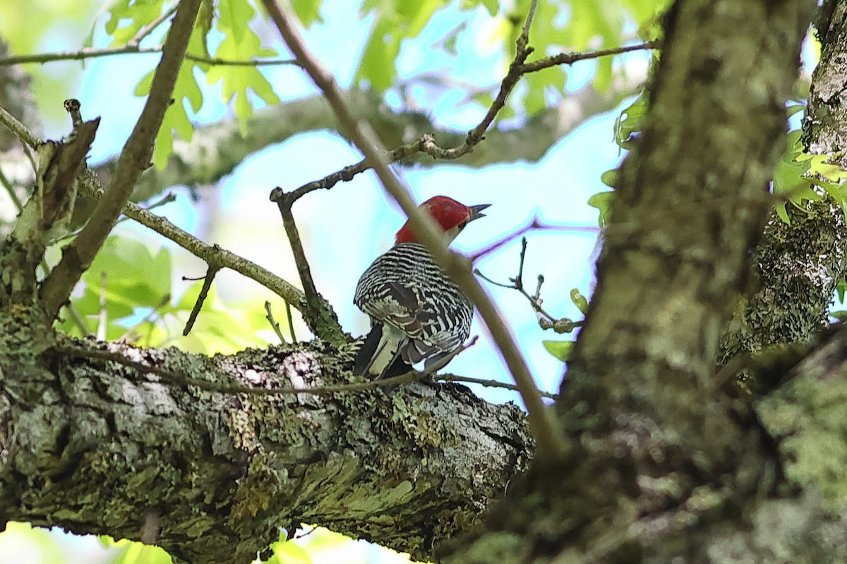 Red-bellied Woodpecker - ML637054703