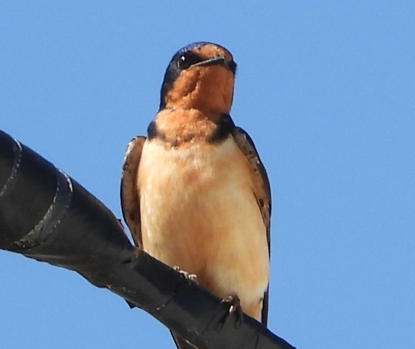 Асрын хараацай - ML637054715