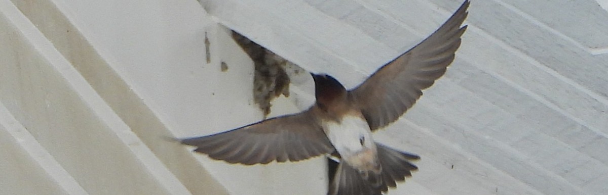 Cliff Swallow - ML637054725
