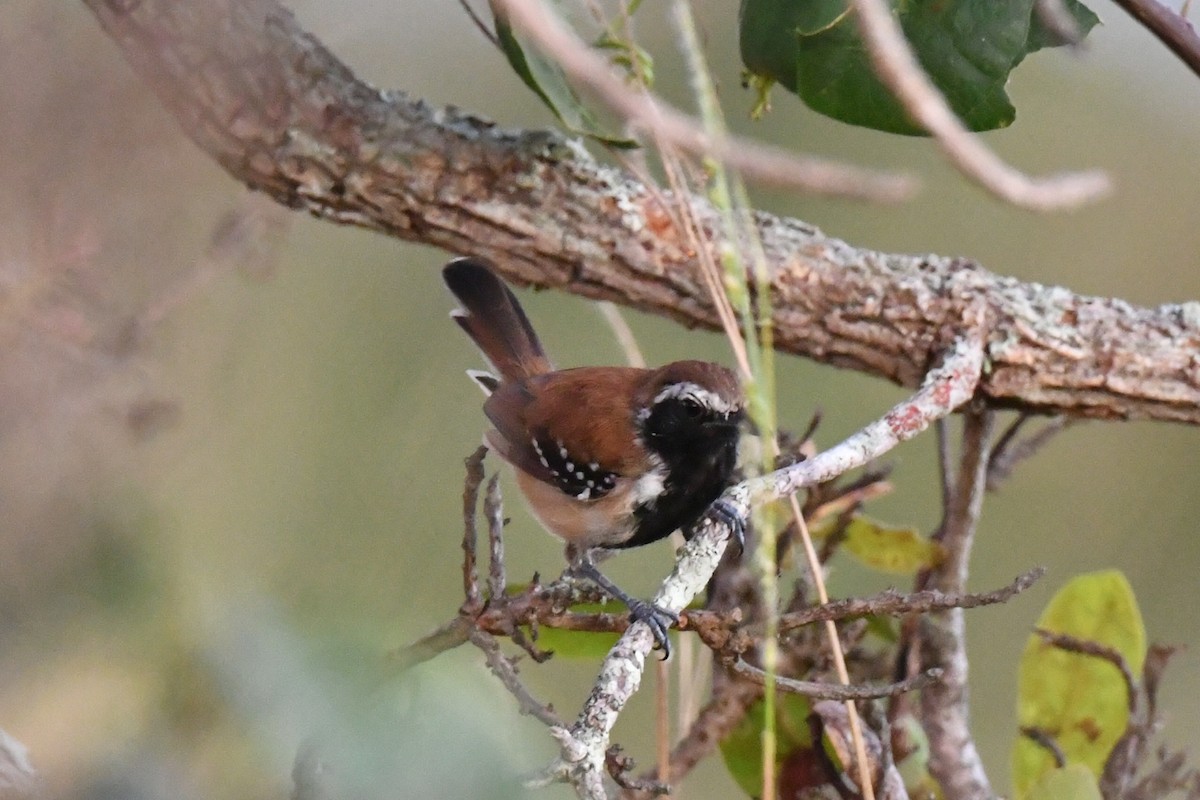 Rusty-backed Antwren - ML637054826