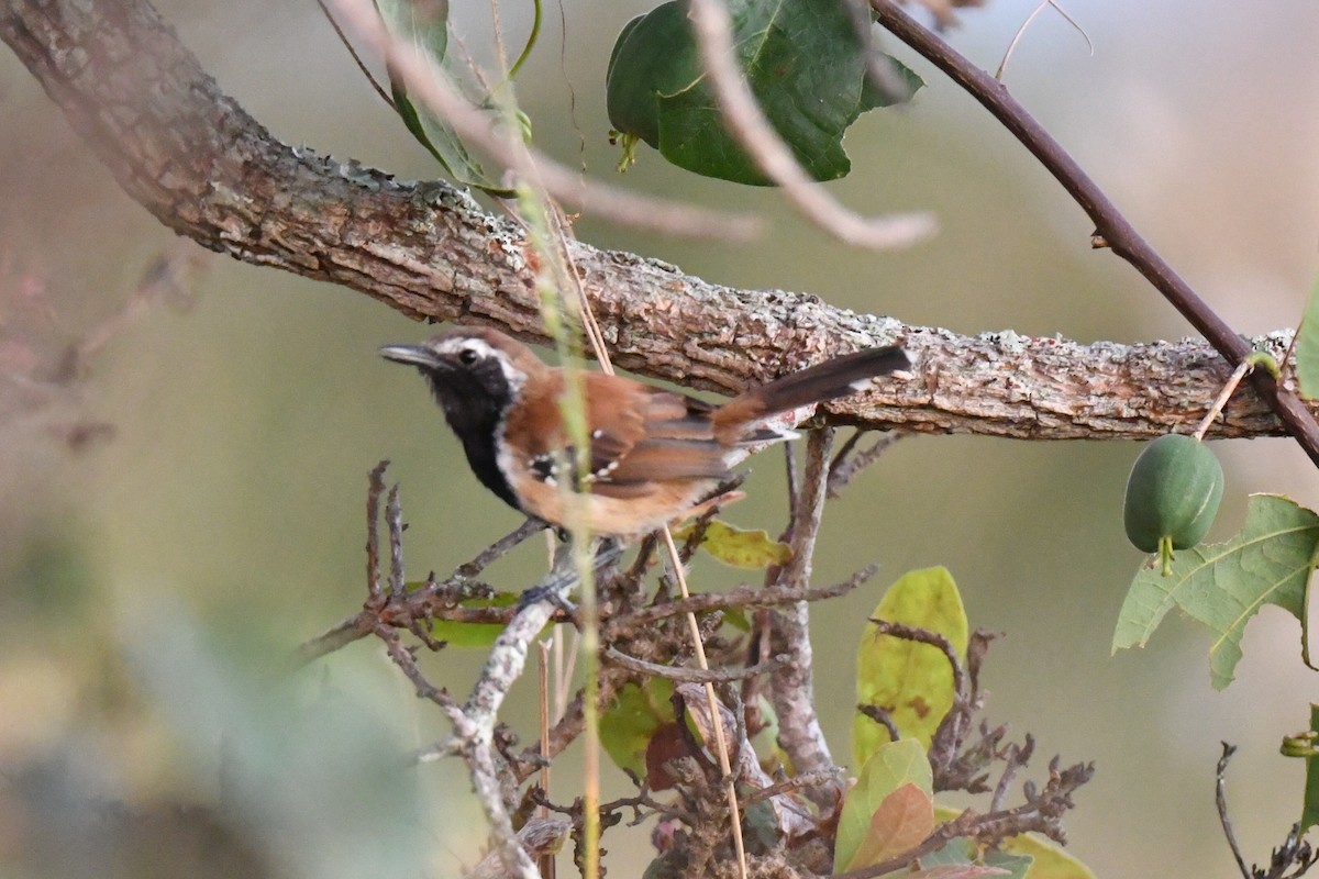 Rusty-backed Antwren - ML637054827