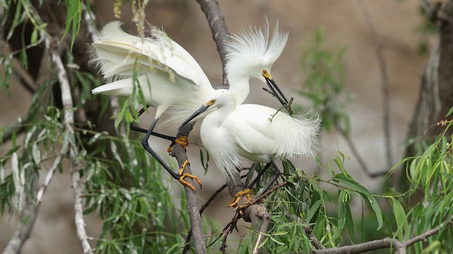 Snowy Egret - ML637055079