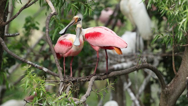 Roseate Spoonbill - ML637055081