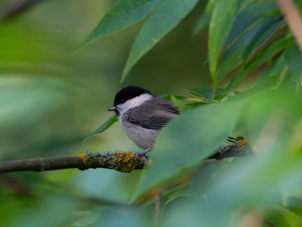 Marsh/Willow Tit - ML637055129