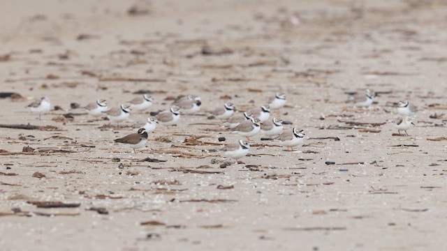 Piping Plover - ML637055615