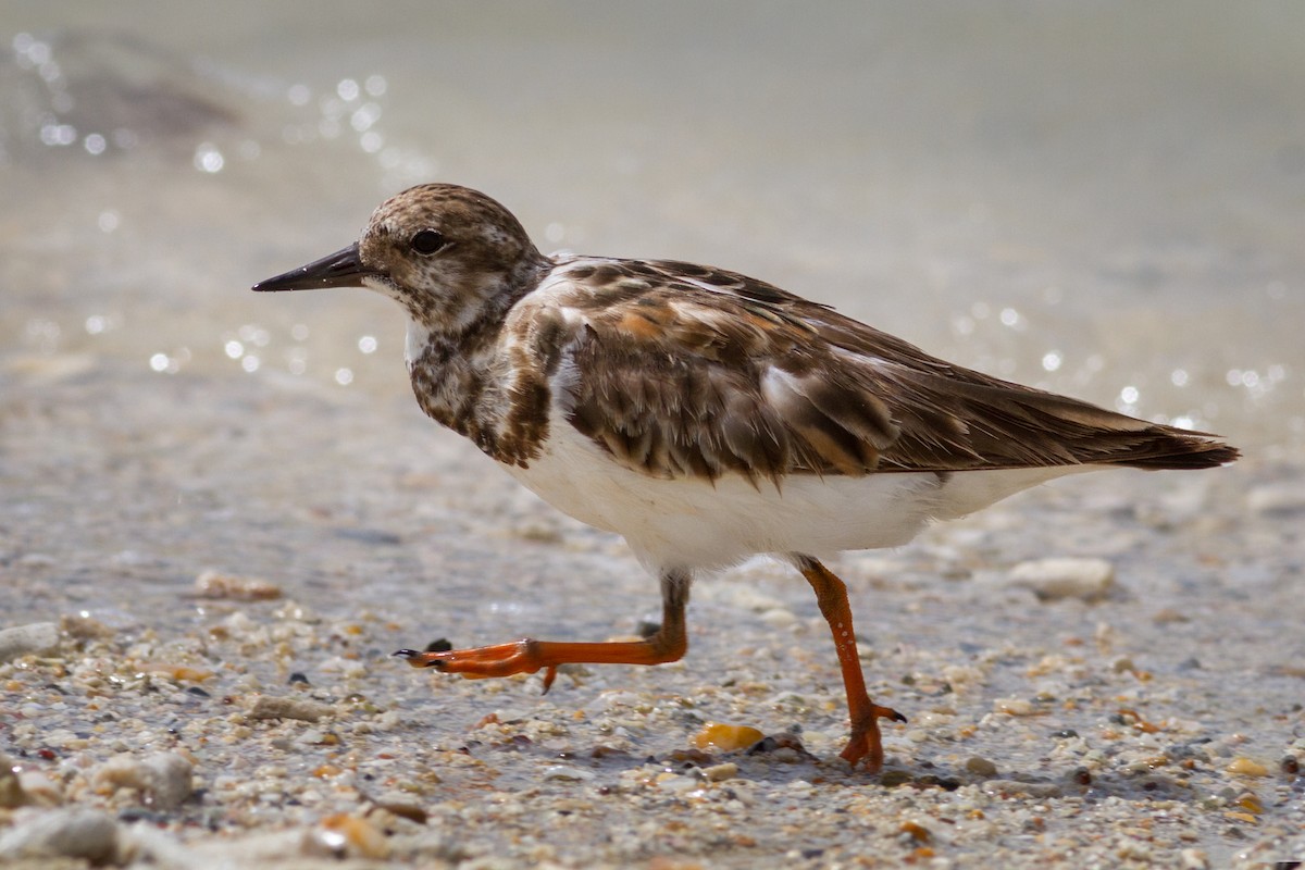 Ruddy Turnstone - ML637055637