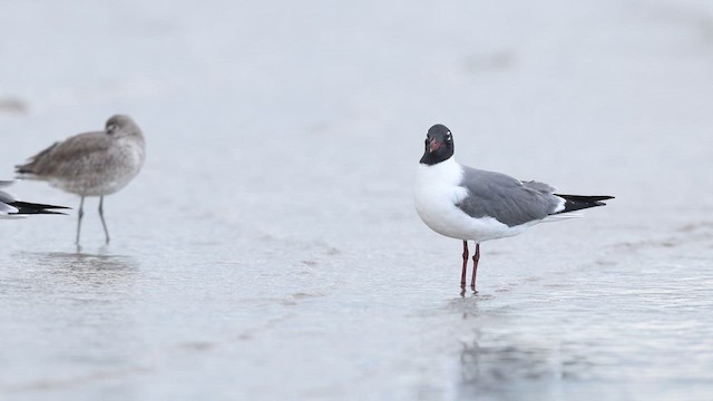 Antxeta mokogorri amerikarra - ML637055668
