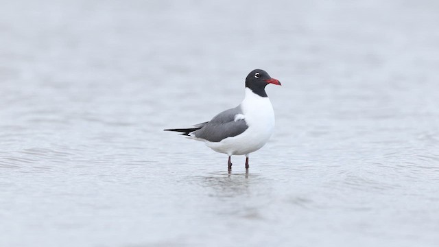 Antxeta mokogorri amerikarra - ML637055708