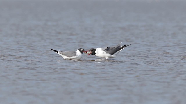 Antxeta mokogorri amerikarra - ML637055722