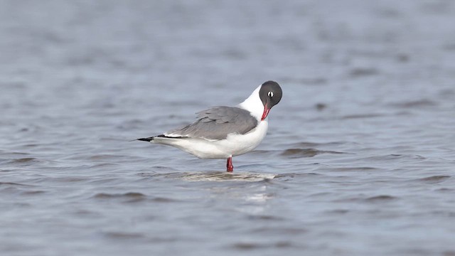 Antxeta mokogorri amerikarra - ML637055724