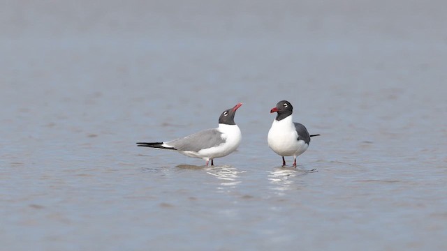 Antxeta mokogorri amerikarra - ML637055728