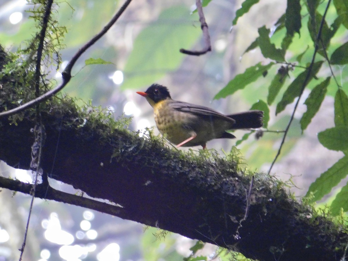 Yellow-throated Nightingale-Thrush - ML637055754