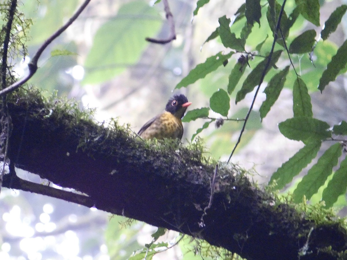 Yellow-throated Nightingale-Thrush - ML637055755